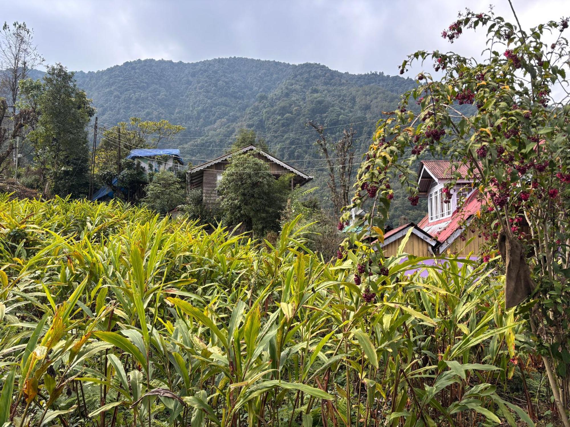Odyssey'S Darap Eco Retreat Apartment Pelling Bagian luar foto